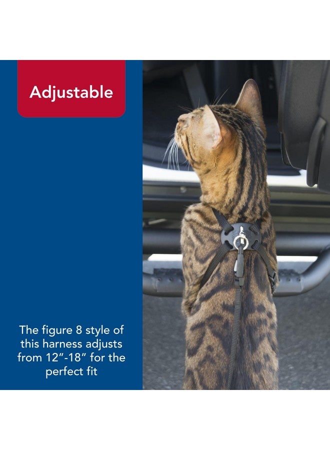 كوستال حزام قطط قابل للتعديل ومضاد للتشابك من كوستال بيت، مقاس مناسب - حزام مريح للقطط - قابل للتعديل - مستلزمات حيوانات أليفة عالية الجودة - متوسط وصغير - أزرق، 3/8 بوصة × 12-18 بوصة - Image 5