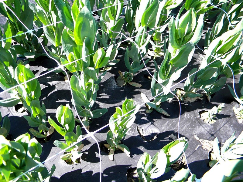 Tenax 100521791 084064 Hortonova Sm Plant Trellis Net 36 X 328 White - Image 5