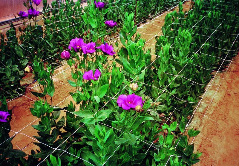 Tenax 100521791 084064 Hortonova Sm Plant Trellis Net 36 X 328 White - Image 3