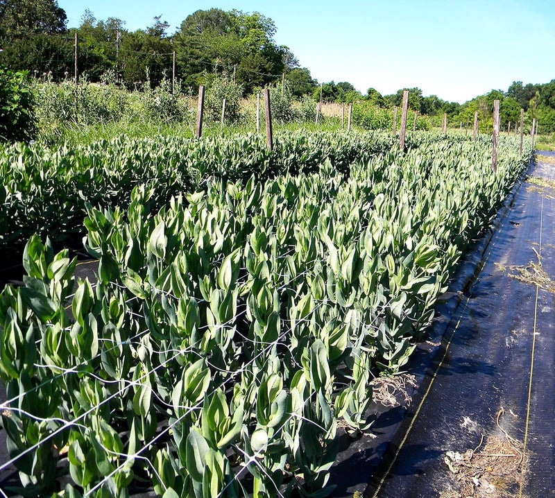 Tenax 100521791 084064 Hortonova Sm Plant Trellis Net 36 X 328 White - Image 4