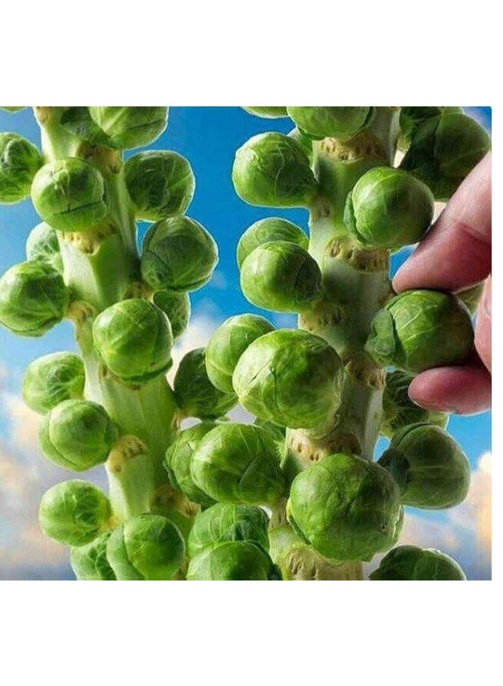 400Pcs Brussels Sprouts Seeds,High Yield Delicious Green Vegetable Seeds for Outdoor Indoor Garden Yard Decoration Brussels Sprout Seeds - Image 4