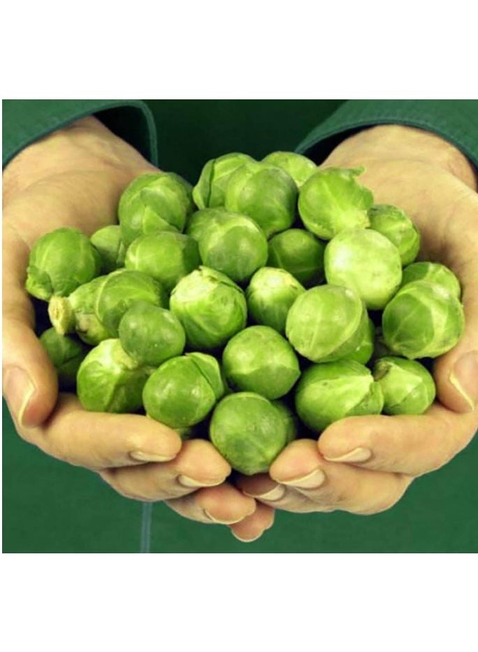 400Pcs Brussels Sprouts Seeds,High Yield Delicious Green Vegetable Seeds for Outdoor Indoor Garden Yard Decoration Brussels Sprout Seeds - Image 1