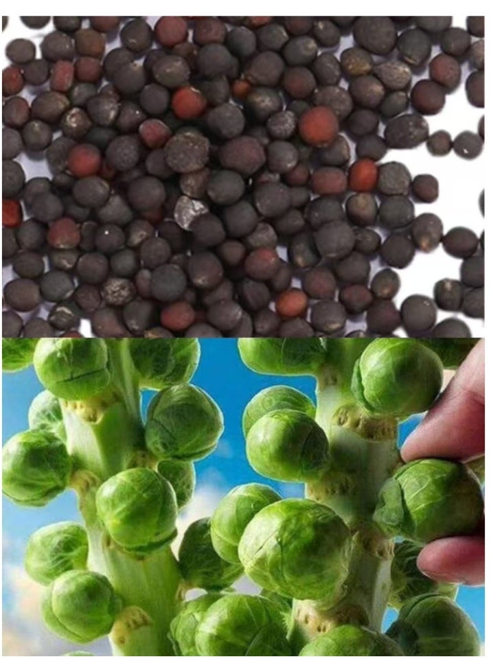 400Pcs Brussels Sprouts Seeds,High Yield Delicious Green Vegetable Seeds for Outdoor Indoor Garden Yard Decoration Brussels Sprout Seeds - Image 3