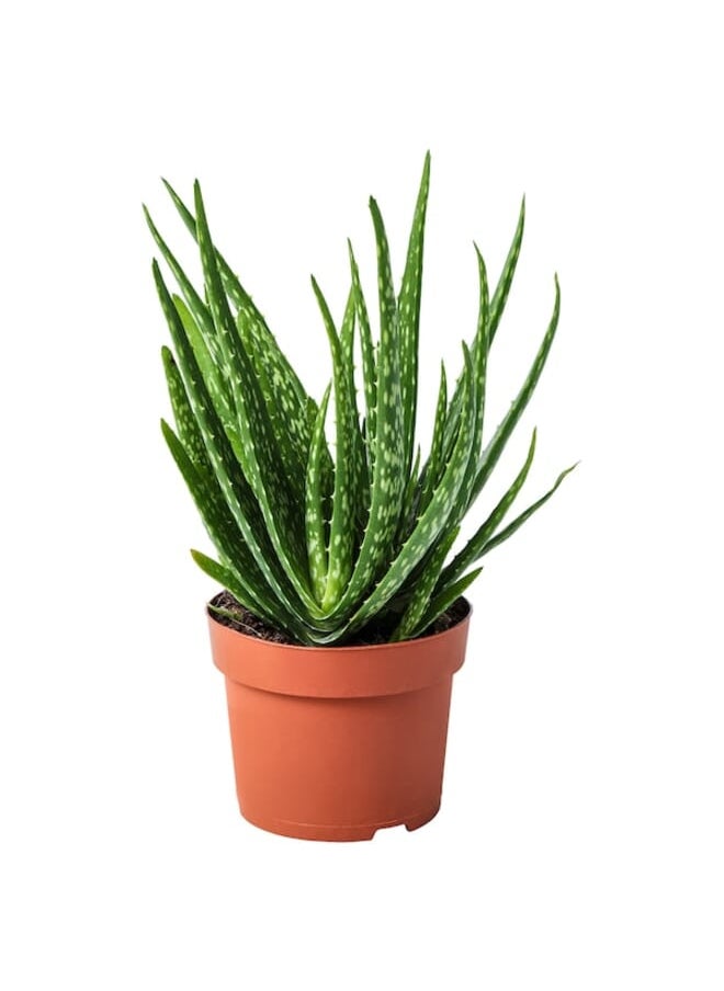 Potted plant, Aloe, 12 cm - pzsku/Z3C8FFDF30D8A16DBB015Z/45/_/1694752793/8e211c36-5b92-45b7-ade9-f5461fb5029a