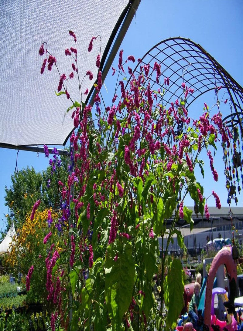 GGOOT Kiss-Me-Over-The-Garden-Gate Seeds - Polygonum Orientale - Annual - 50 Seeds  - Image 2