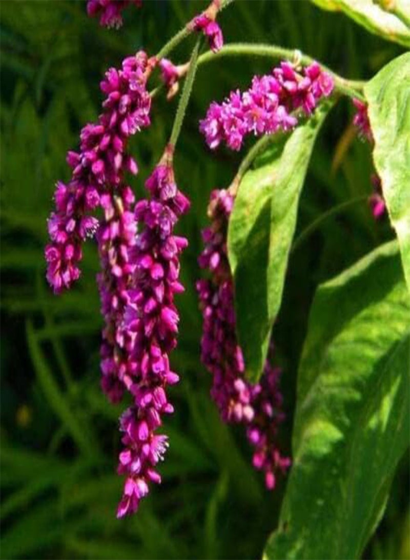 GGOOT Kiss-Me-Over-The-Garden-Gate Seeds - Polygonum Orientale - Annual - 50 Seeds  - Image 1