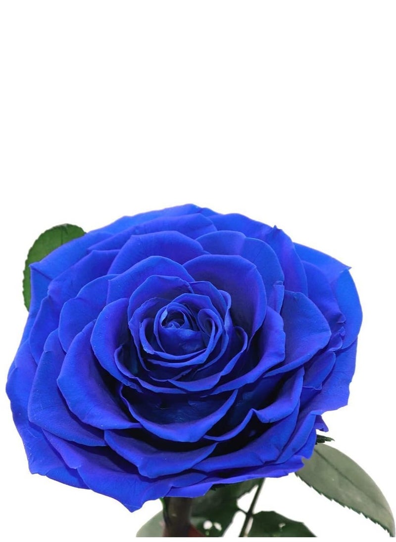 Festive Gallery Handmade Preserved Rose Forever Never Withered Flowers,Valentine's Gift for Wedding,Anniversary,Birthday, Mother's Day Gift, Best Gift for Her Rose (Triple Roses, Blue)  - Image 5