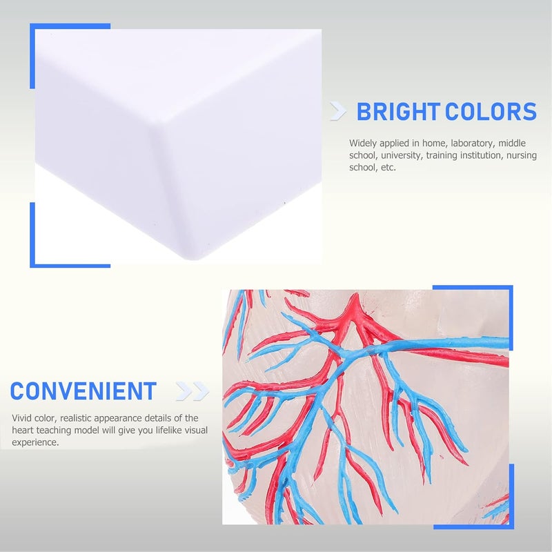 كلاراكو كلاركوا نموذج قلب شفاف، نموذج قلب للتدريس، نموذج عرض القلب، نموذج قلب طبي، نموذج تشريحي لقلب الإنسان، أداة تعليمية لجسم الإنسان، بلاستيك - Image 2