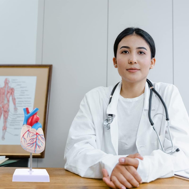 كلاراكو كلاركوا نموذج قلب شفاف، نموذج قلب للتدريس، نموذج عرض القلب، نموذج قلب طبي، نموذج تشريحي لقلب الإنسان، أداة تعليمية لجسم الإنسان، بلاستيك - Image 5