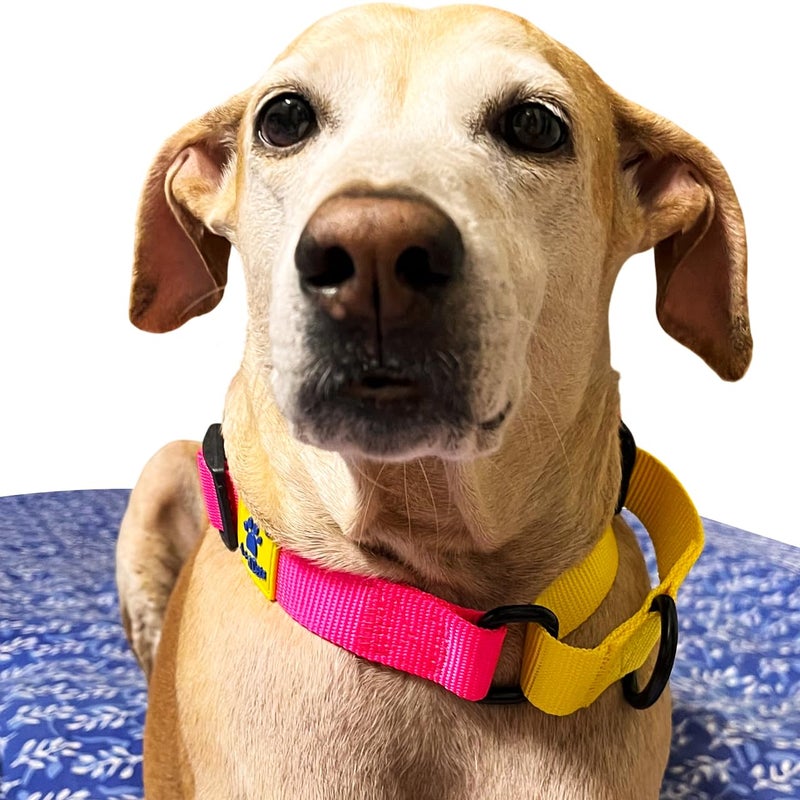 A+a Pets Martingale Dog Collar | No Pull Design, No Neck Strain, No Choke Design | for Large & Medium Dogs | Rust Free, Waterproof Nylon Training Collar (Pink & Yellow), 30 x 2.5 cm - Image 3