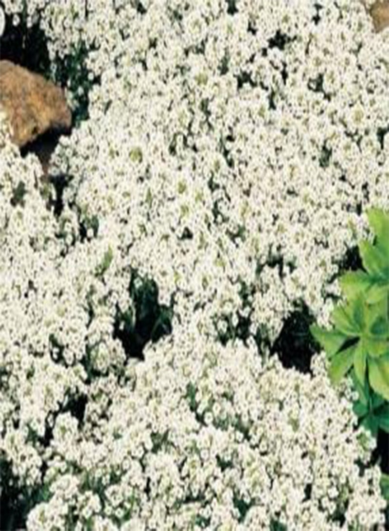500 Seeds of Alyssum Carpet of Snow, Grow Your Own Flowers