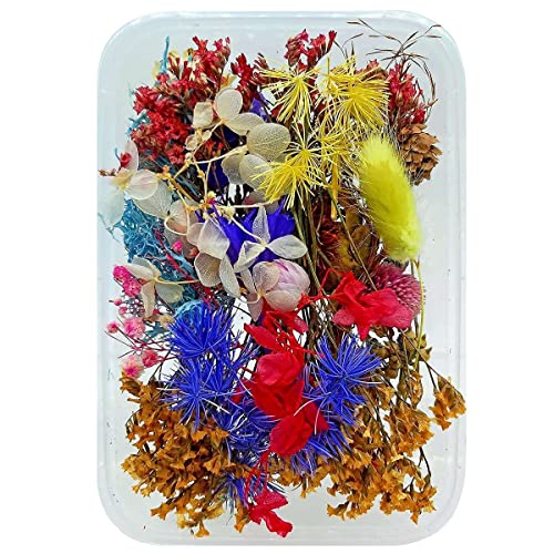 Prokart [1 Box Set] Real Natural Dried Flowers for Art & Craft - Multicolour Floral Mix for Resin, Candles, Soap & DIY Projects [Design May Vary, Random Box, Multicolour] - Image 5