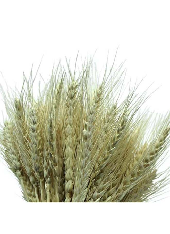 Generic Dried Natural Wheat Grass Bundle Wheat Ear Fake Flowers Bouquet 50  - Image 3