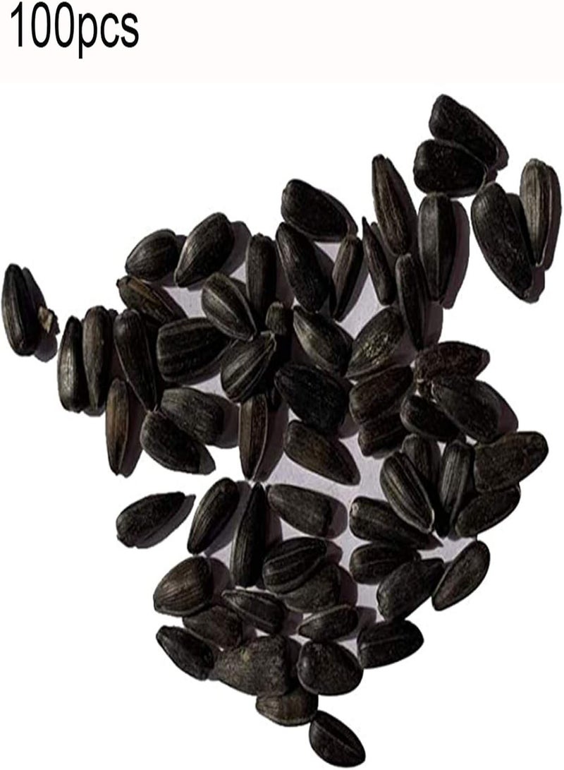 GGOOT Seed for Planting,100Pcs Pink Sunflower Seeds Helianthus Flower Garden Bonsai Ornamental Plant-Sunflower Seeds-100pcs - Image 5