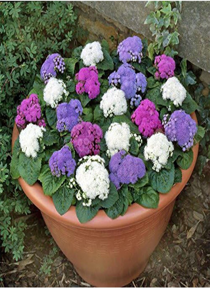 GGOOT - Flower Seeds : Ageratum Balls Mix Flower Seeds for India Plants Seeds for Kitchen Garden Garden [Home Garden Seeds Eco Pack] Plant Seeds - Image 1