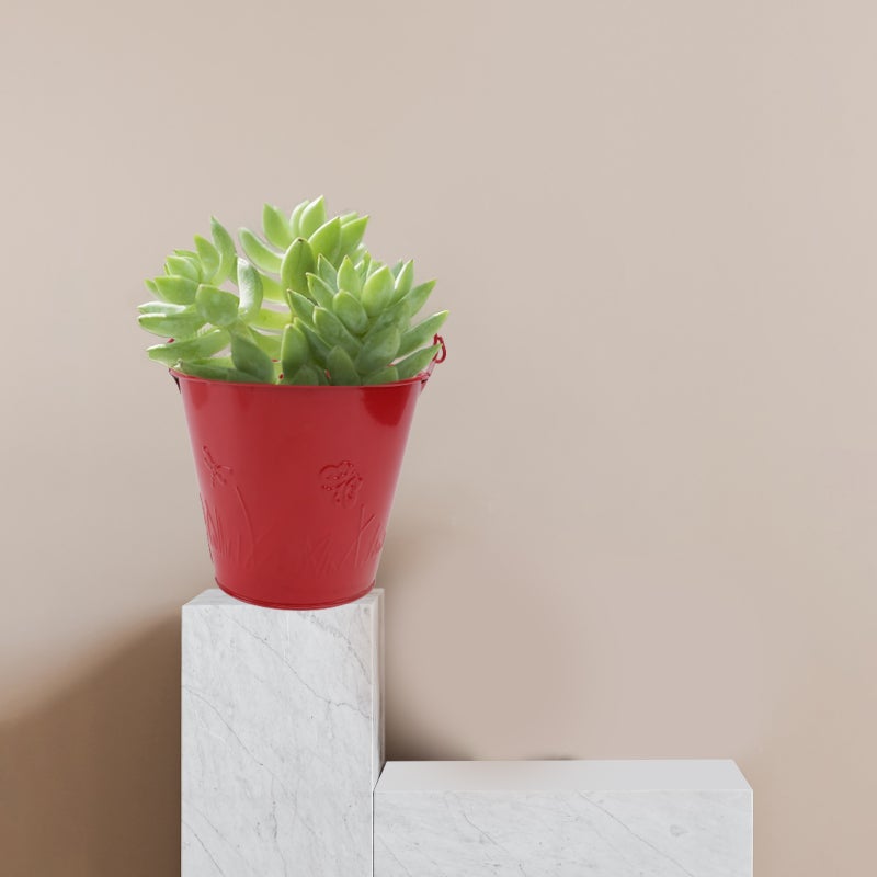 🌱 وعاء زهور من الصفيح تصميم متين وآمن مثالي لتزيين المنزل - Image 3