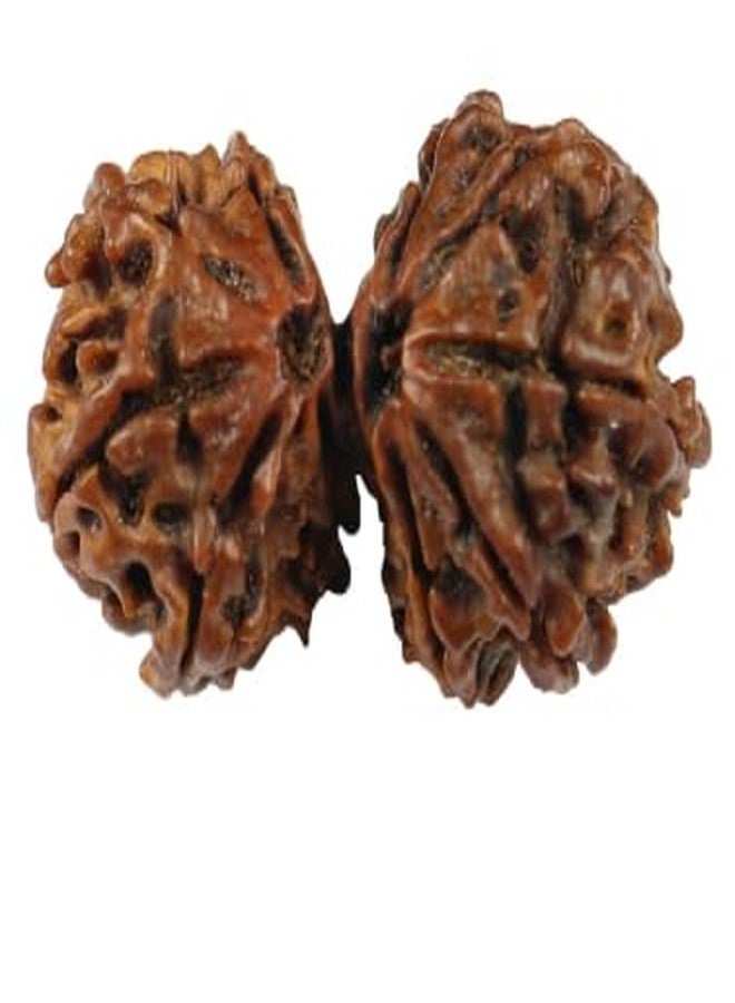 TRINETRA GEMS STONE Gori Shankar Rudraksha IGL Lab بيضاوي معتمد من Gauri Shankar Rudraksha أصلي بني اللون لصنع قلادة Mala جذابة Shiv Parvati Rudraksha للرجال والنساء - Image 1