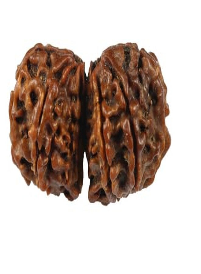 TRINETRA GEMS STONE Gori Shankar Rudraksha IGL Lab بيضاوي معتمد من Gauri Shankar Rudraksha أصلي بني اللون لصنع قلادة Mala جذابة Shiv Parvati Rudraksha للرجال والنساء - Image 2
