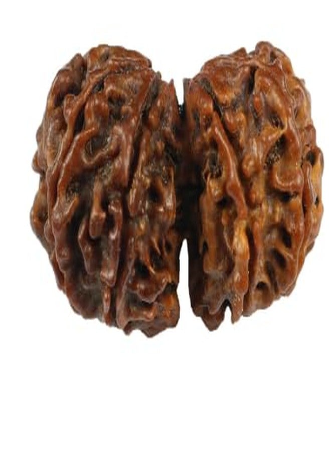 TRINETRA GEMS STONE Gori Shankar Rudraksha IGL Lab بيضاوي معتمد من Gauri Shankar Rudraksha أصلي بني اللون لصنع قلادة Mala جذابة Shiv Parvati Rudraksha للرجال والنساء - Image 3