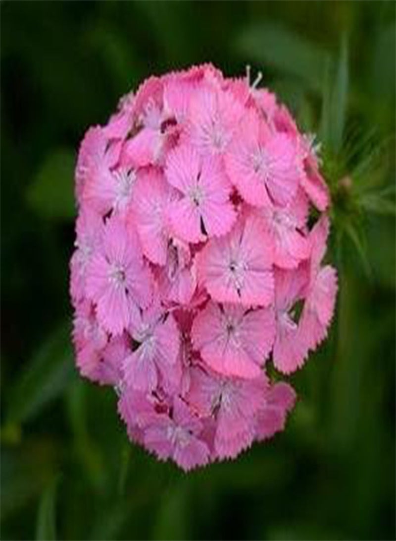GGOOT Dianthus barbatus Sweet Deep Pink Maxine 100 Seeds