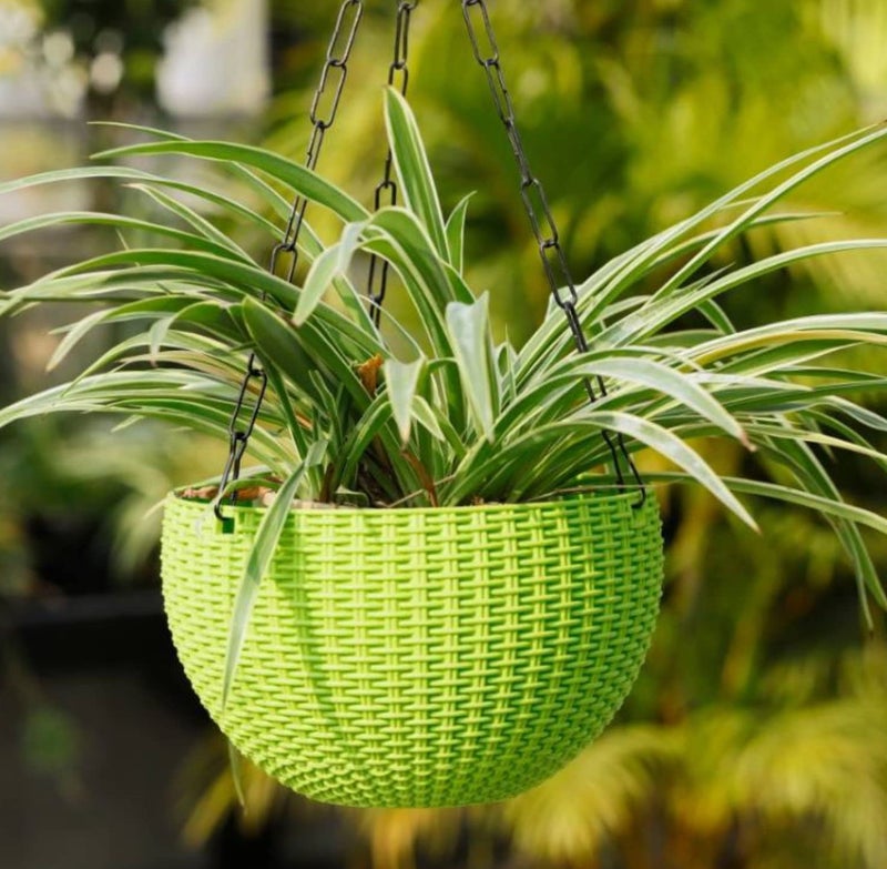 Plants Point Plastic Flower Pot Plant with Hanging Chain - Multicolour, 8 Inch, 5 Pieces - Image 4