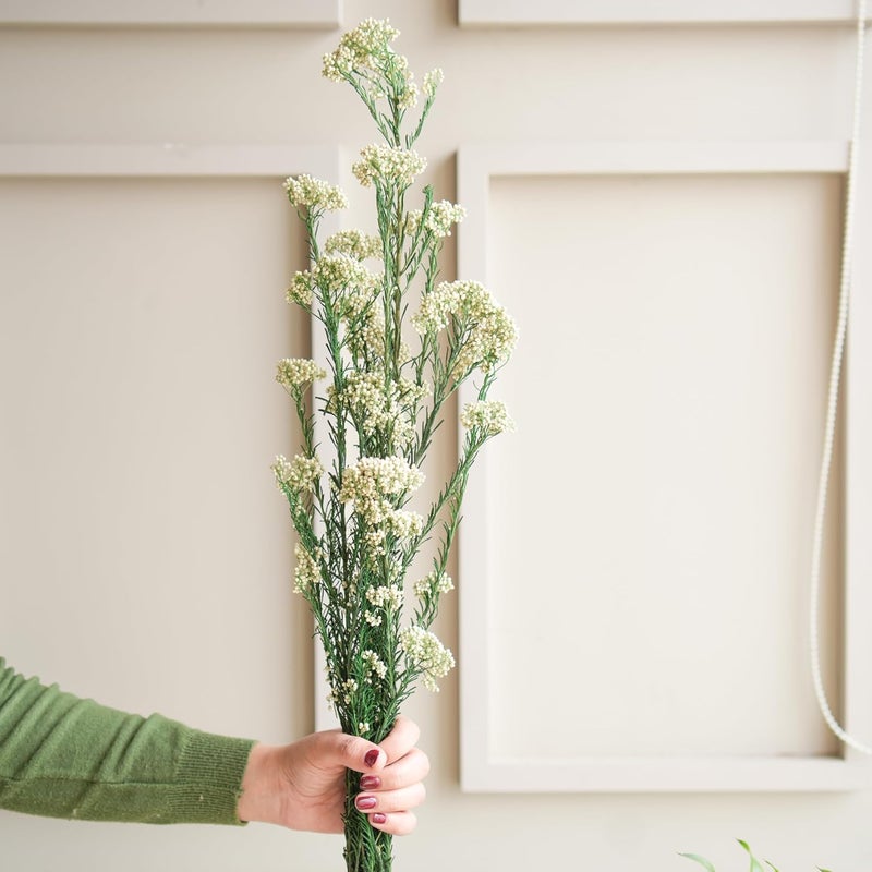 Arte Casa Arte Casa Dried Flower Rice Flower Fresh Look Flower Bunch Elegant and Chic Gift for Special Occasions Ideal for Anniversary Valentines Gift 3 Stems with Multiple Branches White  - Image 4