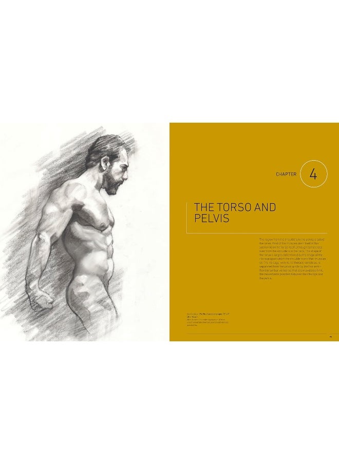 Essential Human Anatomy for Artists: A Complete Visual Guide to Drawing the Structures of the Living Form (Volume 9)  - Image 5