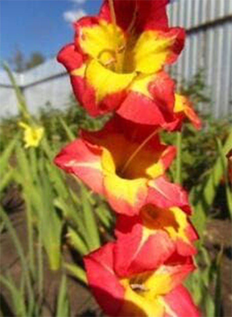 GGOOT seeds Fresh 200 Pcs Gladiolus Flower seeds for Planting Yellow red