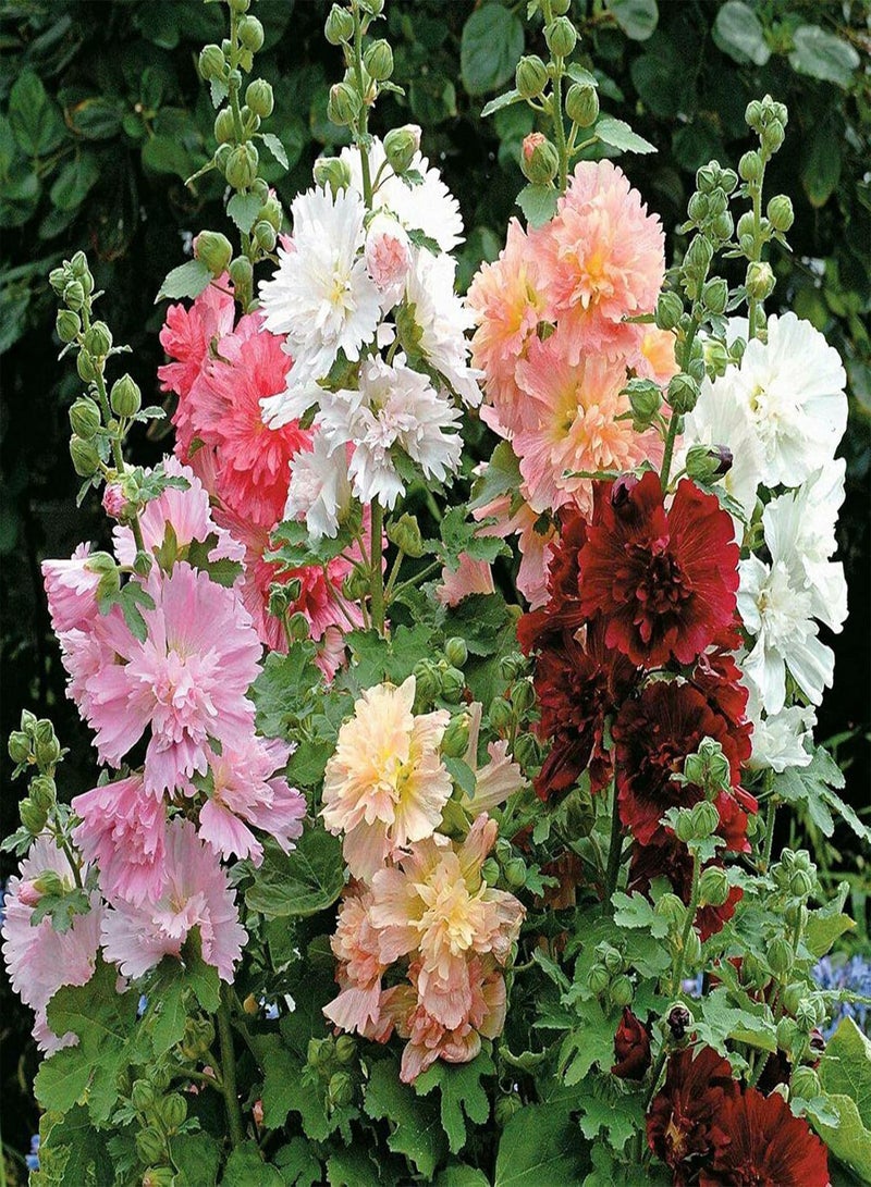 جي جوت 25 قطعة من بذور نبات الخطمي الوردي، بذور نباتات معمرة طازجة للاستخدام الخارجي، سهلة الزراعة، بذور زهور جميلة للحديقة والشرفة والزراعية الخارجية، بذور الخطمي الوردي - Image 1