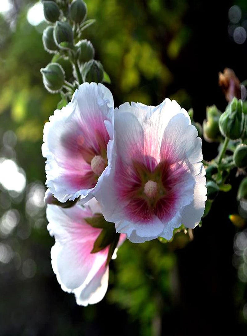 جي جوت 25 قطعة من بذور نبات الخطمي الوردي، بذور نباتات معمرة طازجة للاستخدام الخارجي، سهلة الزراعة، بذور زهور جميلة للحديقة والشرفة والزراعية الخارجية، بذور الخطمي الوردي - Image 2