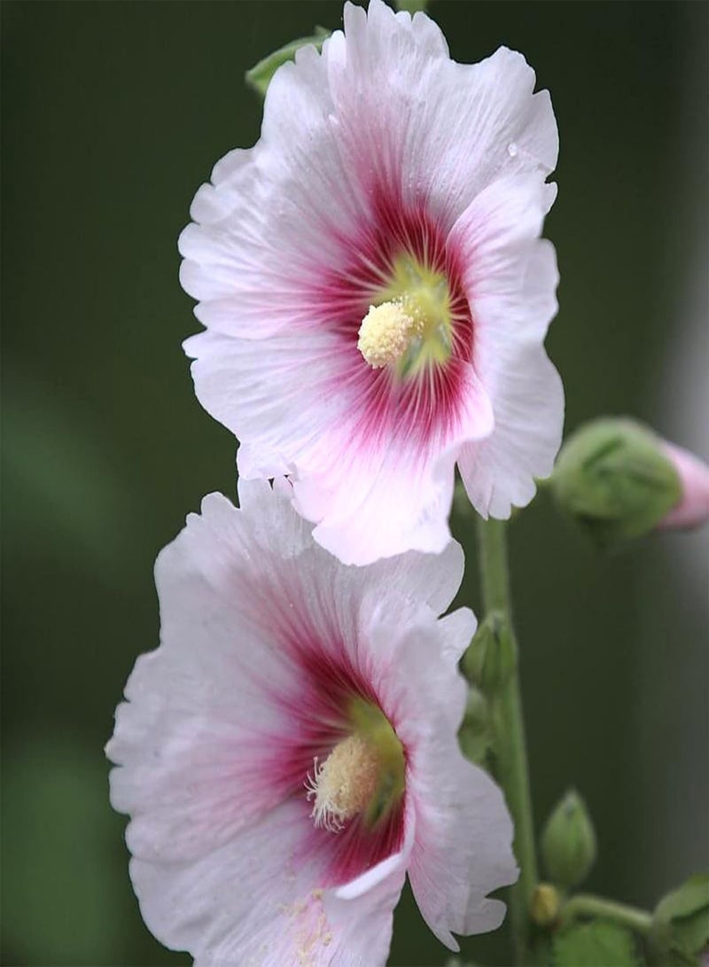 جي جوت 25 قطعة من بذور نبات الخطمي الوردي، بذور نباتات معمرة طازجة للاستخدام الخارجي، سهلة الزراعة، بذور زهور جميلة للحديقة والشرفة والزراعية الخارجية، بذور الخطمي الوردي - Image 3