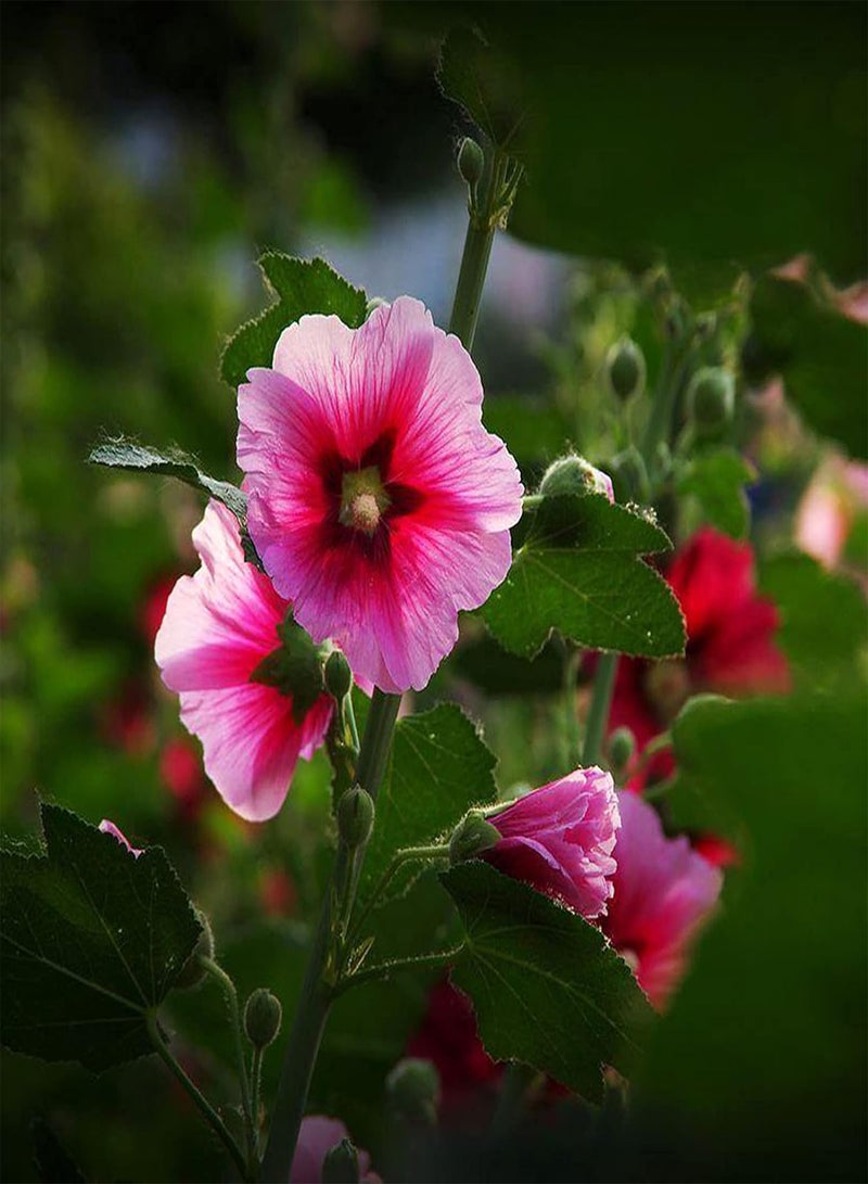 جي جوت 25 قطعة من بذور نبات الخطمي الوردي، بذور نباتات معمرة طازجة للاستخدام الخارجي، سهلة الزراعة، بذور زهور جميلة للحديقة والشرفة والزراعية الخارجية، بذور الخطمي الوردي - Image 4