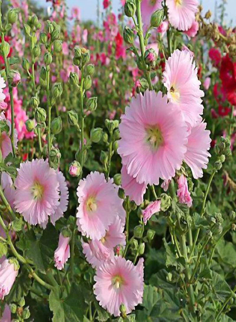 جي جوت 25 قطعة من بذور نبات الخطمي الوردي، بذور نباتات معمرة طازجة للاستخدام الخارجي، سهلة الزراعة، بذور زهور جميلة للحديقة والشرفة والزراعية الخارجية، بذور الخطمي الوردي - Image 5