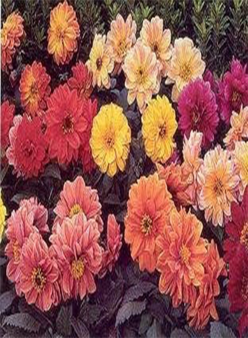 جي جوت داليا ديابلو 100 بذرة