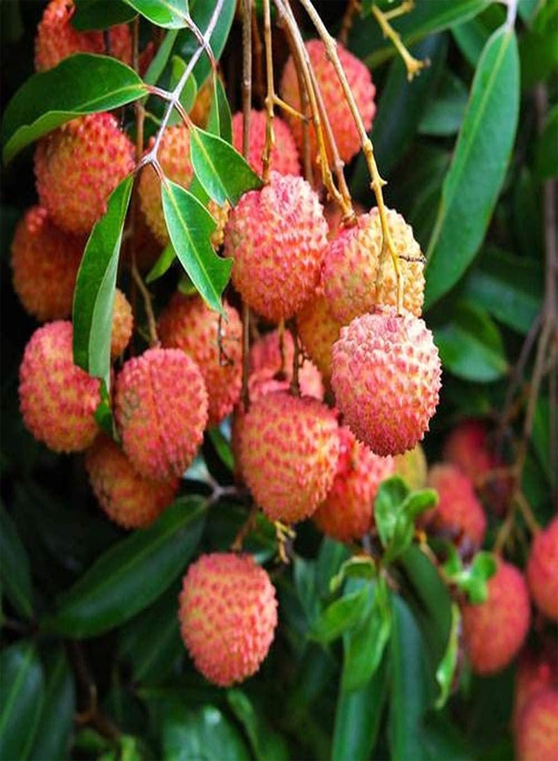 GGOOT 10Pcs Lychee Seeds for Planting Special Variety Fresh Fruit Grown Indoors Outdoors Decorate Home Garden Easy to Germinate Loved by Gardeners - Image 1