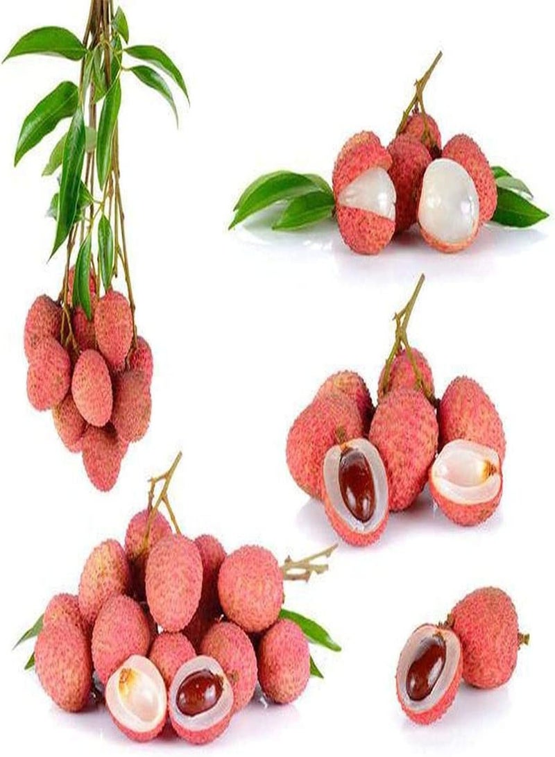 GGOOT 10Pcs Lychee Seeds for Planting Special Variety Fresh Fruit Grown Indoors Outdoors Decorate Home Garden Easy to Germinate Loved by Gardeners - Image 2