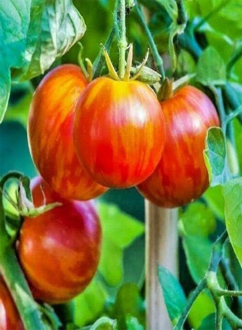 جي جوت بذور نبات الخضار والفواكه الطماطم تيجيرلا (50 بذرة) - Image 1