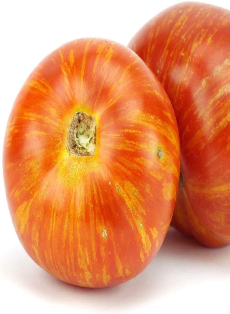 جي جوت بذور نبات الخضار والفواكه الطماطم تيجيرلا (50 بذرة) - Image 4