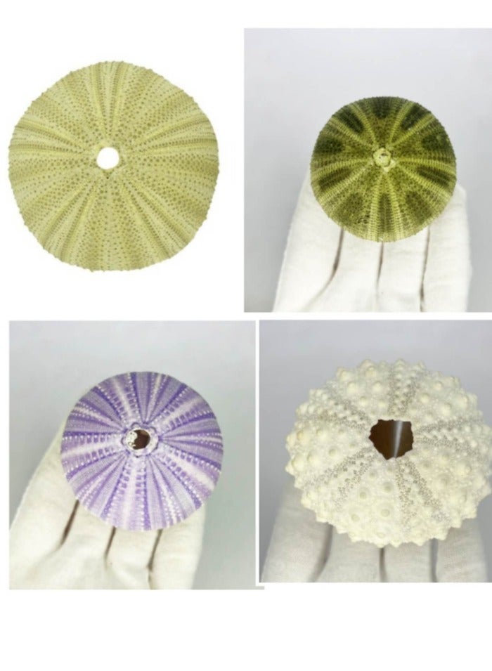 OASIS-TH 4 Pcs Natural Sea  Urchin For Home Decoration Fish Tank Decoration Etc  - Image 1