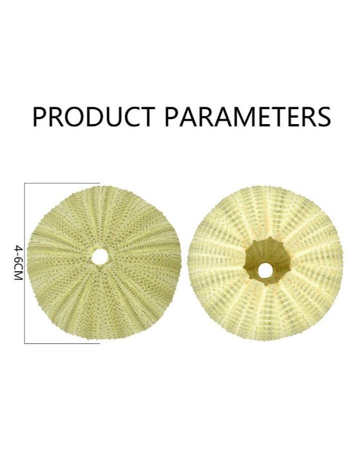 OASIS-TH 4 Pcs Natural Sea  Urchin For Home Decoration Fish Tank Decoration Etc  - Image 2