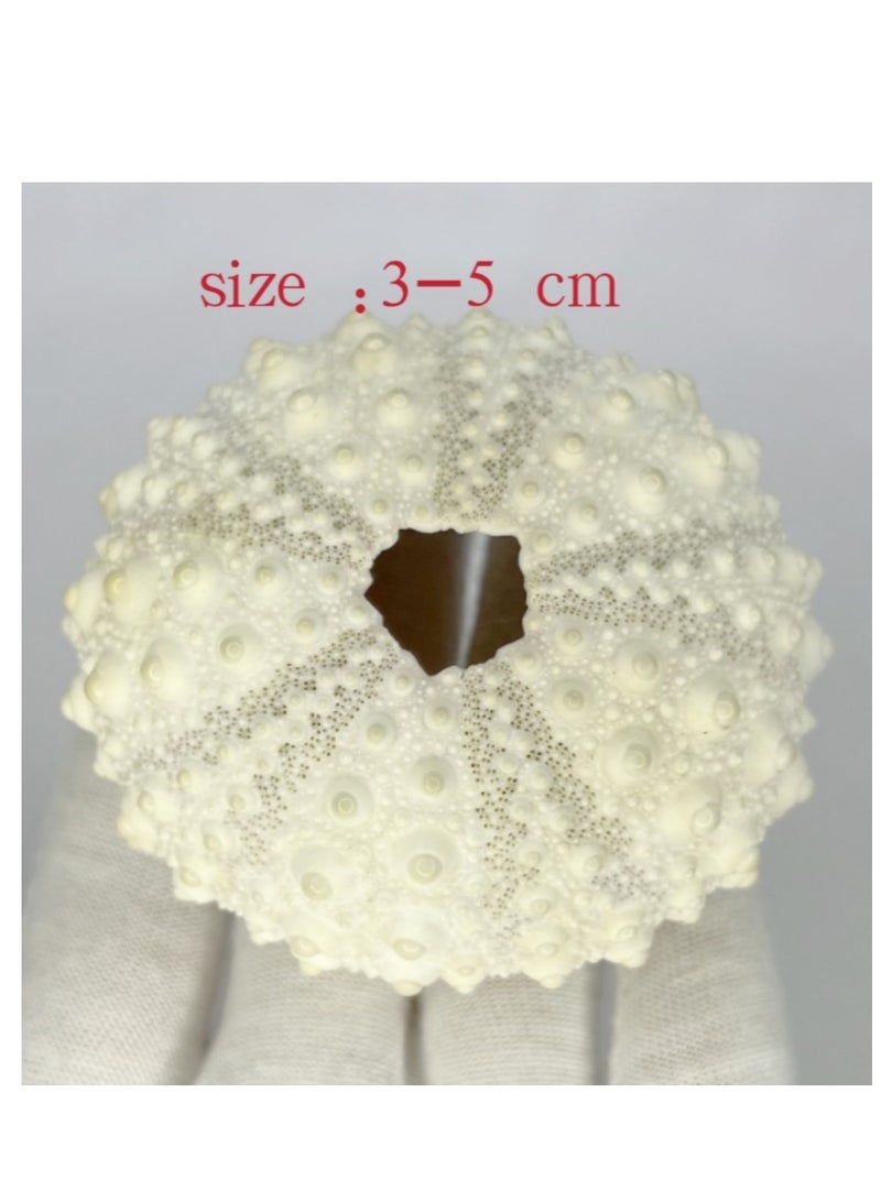 OASIS-TH 4 Pcs Natural Sea  Urchin For Home Decoration Fish Tank Decoration Etc  - Image 3