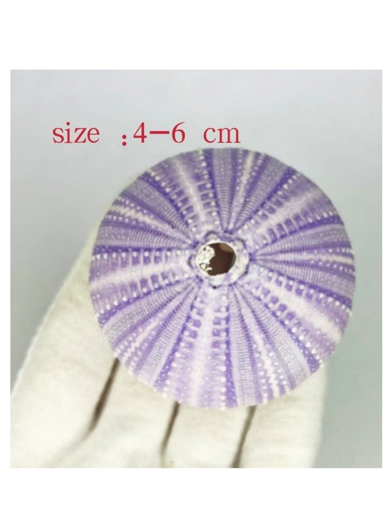 OASIS-TH 4 Pcs Natural Sea  Urchin For Home Decoration Fish Tank Decoration Etc  - Image 5