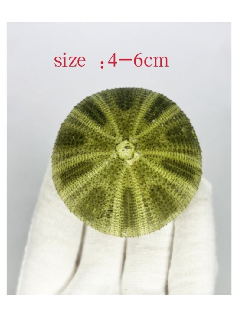 OASIS-TH 4 Pcs Natural Sea  Urchin For Home Decoration Fish Tank Decoration Etc  - Image 4