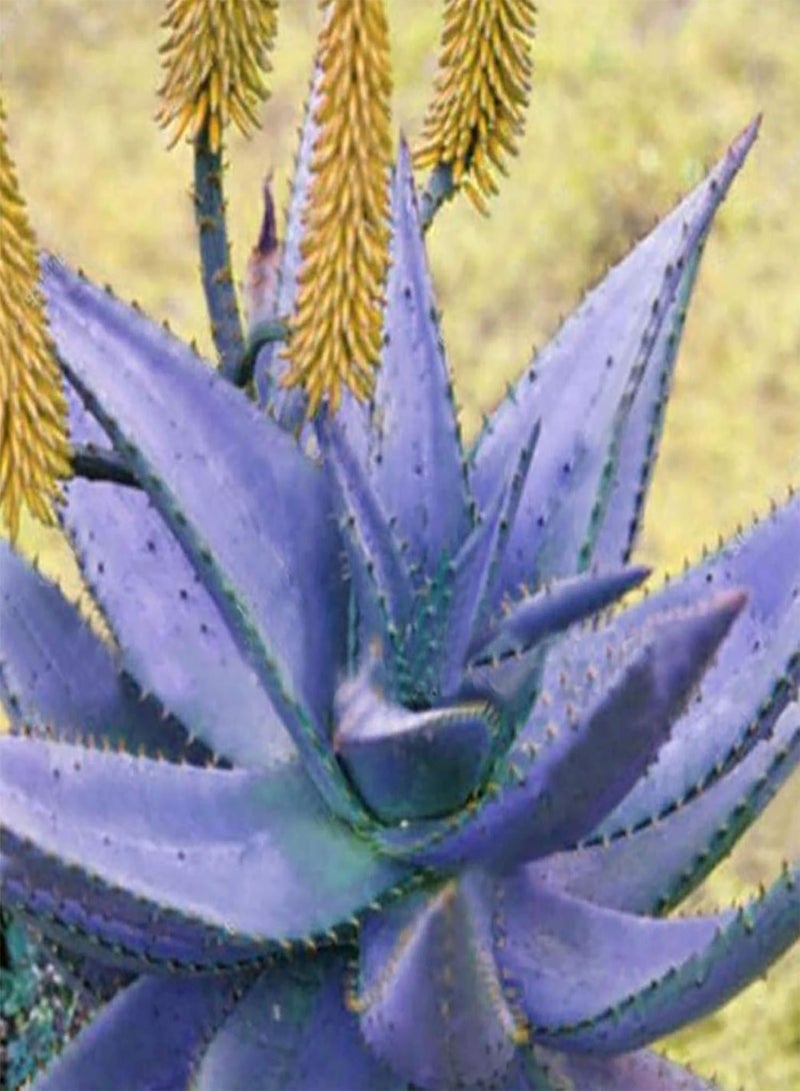 GGOOT 100 Seeds Rainbow Aloe Seeds Multi-Color Skin Care Water-Saving Strong Vitality Aloe Seeds for Bonsai - Flower Seeds Vegetable Seeds Fruit Seeds Garden Plant Seeds for Planting Indoor Outdoor - Image 5