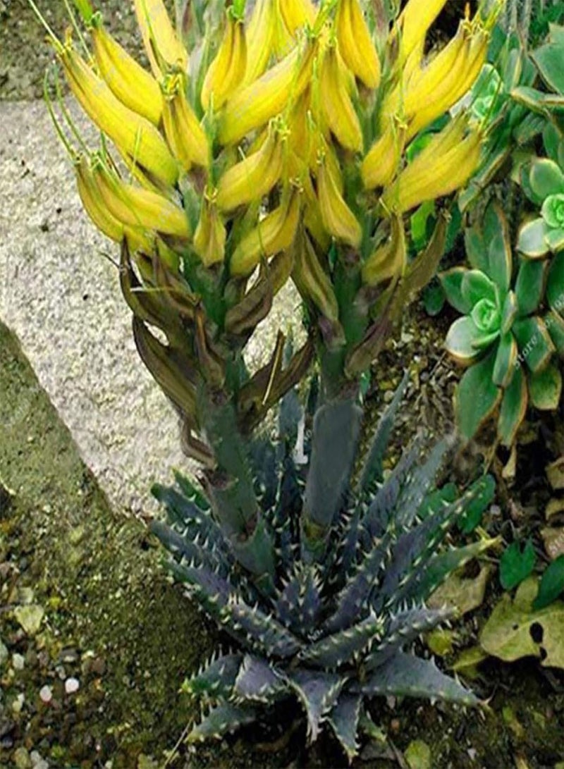 GGOOT 100 Seeds Rainbow Aloe Seeds Multi-Color Skin Care Water-Saving Strong Vitality Aloe Seeds for Bonsai - Flower Seeds Vegetable Seeds Fruit Seeds Garden Plant Seeds for Planting Indoor Outdoor - Image 4