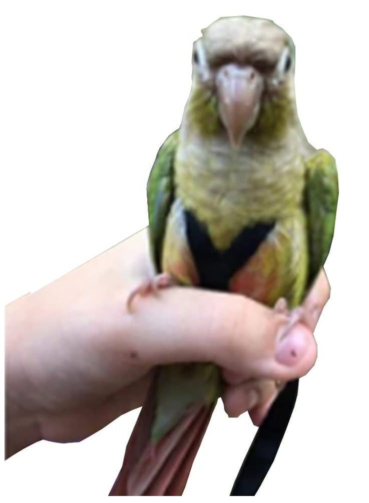 Adjustable Birds Harness and Leash Parrot Harness Leash Training Supplies Pet Anti-bite Outdoor Flying Rope for Conures Budgerigar Lovebird Cockatiel Mynah (S, Black) - Image 2