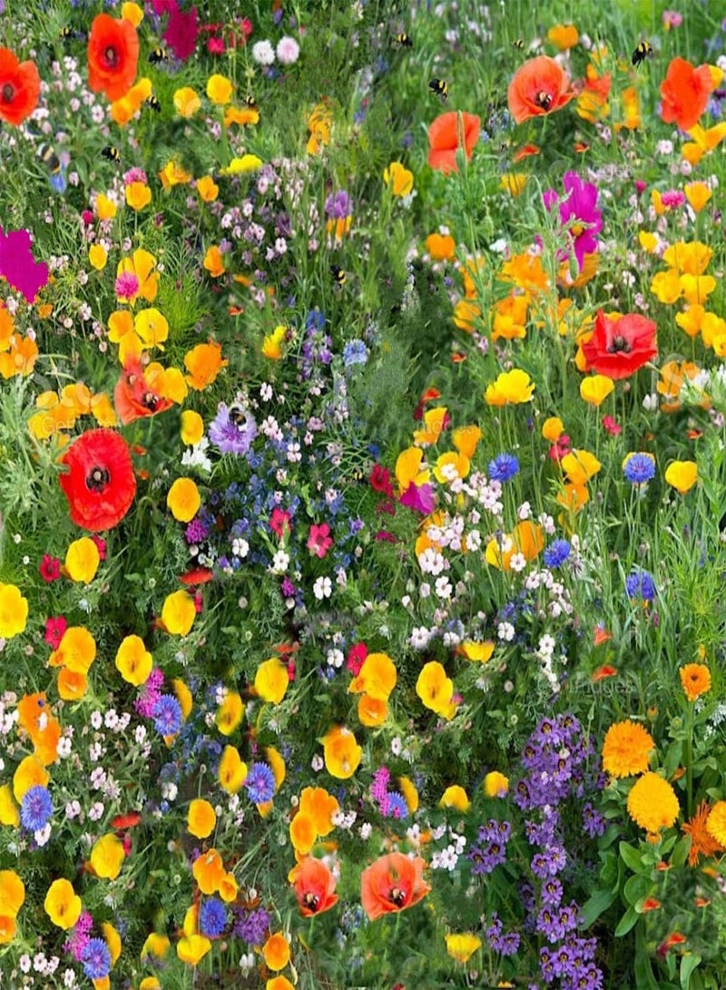 GGOOT Wild Flower Dwarf Cornflower Seeds Mix More Than 20 Colorful Flowers NO Grass Seed NO FILLERS Pure Native UK (50 g) 