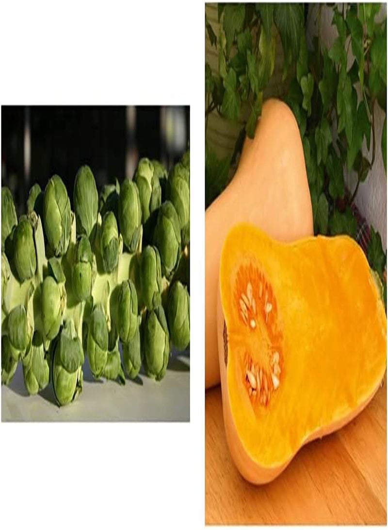 GGOOT BRU05 - Brussel Sprout - Brilliant F1-80 Finest  & SQU35 Squash - Butternut - Hunter F1-40 - Image 1