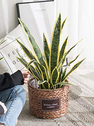 Bird Fiy Artificial Snake Plants 30" Faux Agave Fake Sansevieria Artificial Silk Plant for Home Garden Office Store Decoration 4 Pcs (Yellow) - Image 5