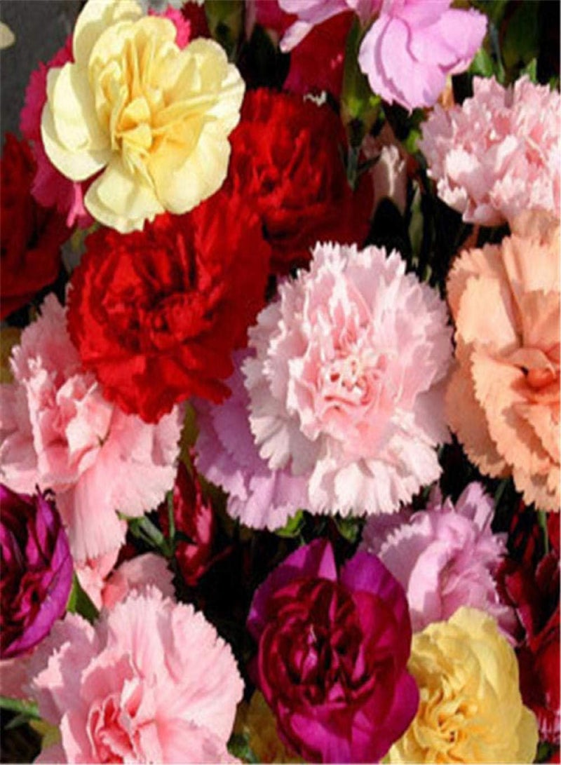 GGOOT Exotic Hardy Perennial Flower Seeds,Carnation seeds-excellent_5 purple,Mix Flowers Colorful Perennial Garden - Image 3
